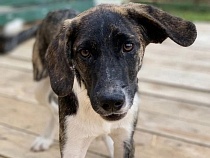 «Собаки-инвалиды, ползающие»: в приюте под Полесском отключили тепло