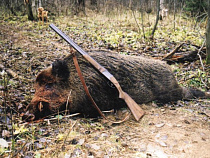 Браконьер за убийство самки кабана заплатит 120 тысяч рублей