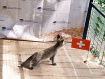 Лису заставили сделать прогноз ЧМ-2018 в пользу Сербии (видео)