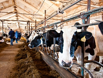 Чешские генетики осеменят калининградских коров
