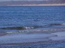 Эти существа из Балтийского моря ускорят заживление ожогов