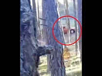 По Танцующему лесу Куршской косы продолжили ездить на машинах