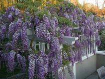 Уникальная роскошная лиана из Китая расцвела в Советске