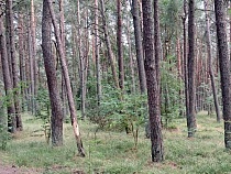 В Калининградской области ввели новый запрет