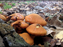 При отравлении грибами водка не помогает вообще