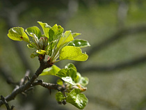 Парень украл со склада под Багратионовском 90 саженцев яблони 