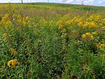 Нефтяного гиганта в Калининградской области вынудили обнулить зелёный рассадник