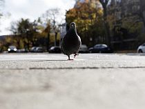 Калининграду дадут 100 млн рублей на ремонт тротуаров