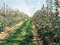 Калининградские производители фруктов и ягод объединились