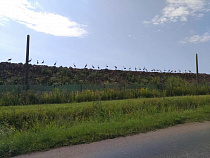 Росприроднадзор потребовал накрыть навесом свалку под Гусевом