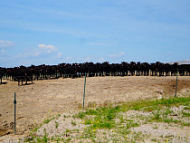 В Калининградской области родилось 67, 4 тысяч голов крупного рогатого скота