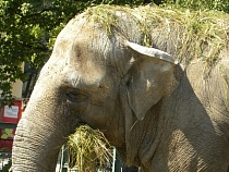 Впервые в истории Калининградский зоопарк приглашает всех на день рождения слонихи Преголи