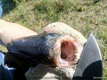 Рыбак выловил в Немане пиранью