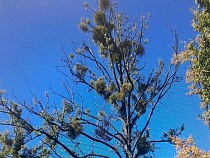 В мэрии Калининграда признали опасными 15 деревьев у Верхнего озера 