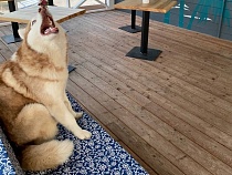 Хаски Чарли один ездит на автобусе в Янтарный ради встречи с туристами