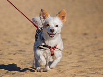 На Голубых озёрах появится пляж для собак