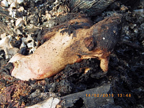 Под Калининградом на 90 суток могут закрыть свинокомплекс за нарушение правил карантина животных