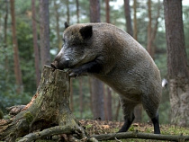Калининградские экологи-общественники из организации "Зеленая Балтия" вновь отличились на ниве борьбы с именитыми браконьерами