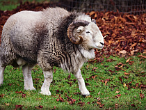 Пастуха-разбойника задержали за кражу баранов