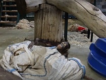 В Калининграде орангутан несколько дней сидел под одеялом из-за фейерверков