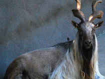 Зоопарки Новосибирска и Калининграда обменялись козлами