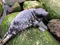 В Балтийске рыбаки спасли заглотившего крючок тюленя
