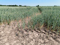 Овцы съели пшеницу «Правдинского Свино Производства» на 1,9 млн рублей