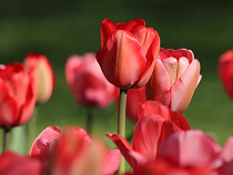 Питомник в Калининградской области планирует срезать 7 млн тюльпанов