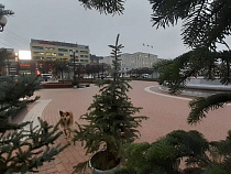 В центре Калининграда установили новогодние ёлки из Польши (фото)