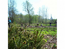 Антон Алиханов ответил на кражу кедров в Советске