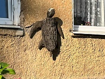 В Калининграде со стены дома сняли черепаху