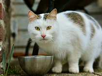 В Калининграде Россельхознадзор задержал корм для кошек и собак