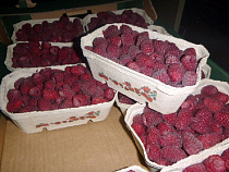 В Калининградской области уничтожено 10 тонн санкционных фруктов и овощей