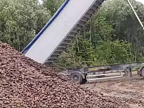 В Калининградской области намеренно уничтожили 3 тыс. тонн картофеля