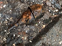 В Калининградском зоопарке нашли боевую гранату