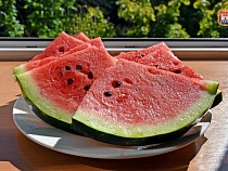 Под Зеленоградском вырастили тонны сладких арбузов 