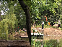 Ради моста в Южном парке срубили иву - соцсети