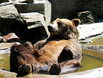 Калининградский зоопарк попал в топ-10 лучших зоопарков страны
