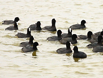 На Куршской косе встречают птиц
