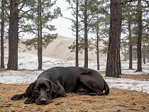 Под Зеленоградском уже отменяют собак