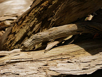 В Славском районе предприятие завалило мелиоративный канал древесиной