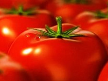 Уничтоженные в Калининградской области томаты не были чешскими