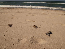 Дрозды погибли во время миграции над Балтикой из-за тумана