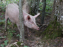 Калининградскую область «накрывает» африканская чума свиней