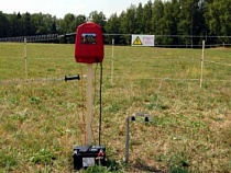 В Калининградской области злоумышленники оставили стадо без электропастуха