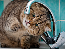 Калининградцы на две недели останутся без горячей воды