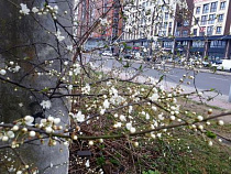 На севере Калининградской области выпадет снег