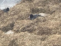 В Балтийске работники ЖКХ спасают от мороза лебедей с утками