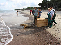 В Балтийское море выпустили тюленя с ампутированной ластой (видео)