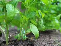 Администрация Черняховска незаконно передала в аренду земельный участок 